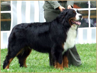 Zalaparti-Berni O'Men