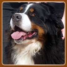 Medves-Hegyi Dolinka